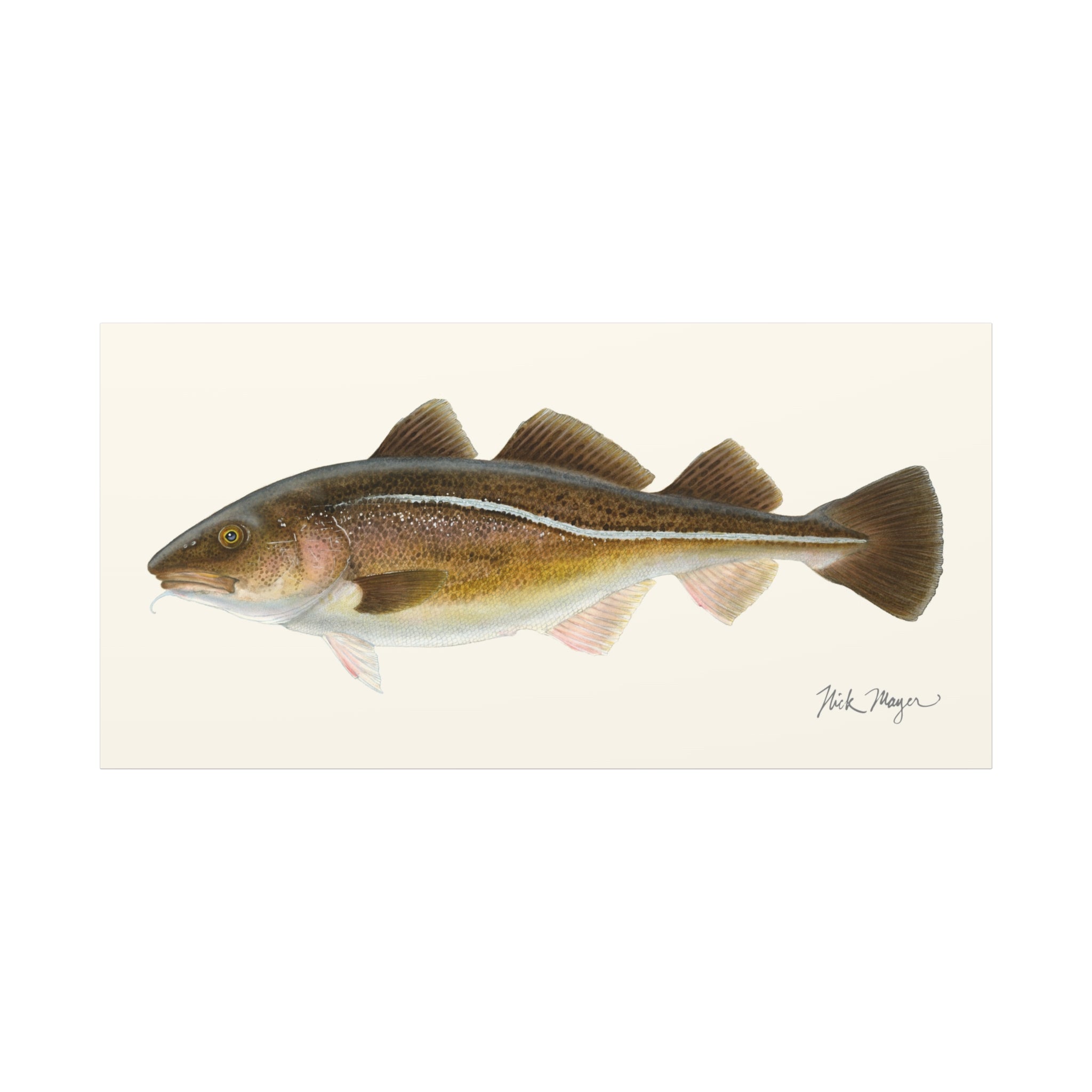 Cod Canvas Print