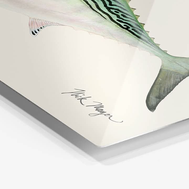 False Albacore 4 Metal Print, NEW!