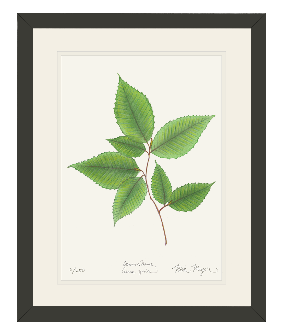 American Beech Botanical Limited Edition Print