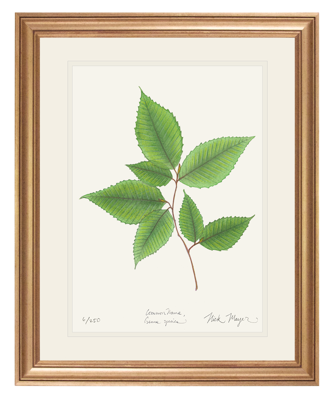 American Beech Botanical Limited Edition Print
