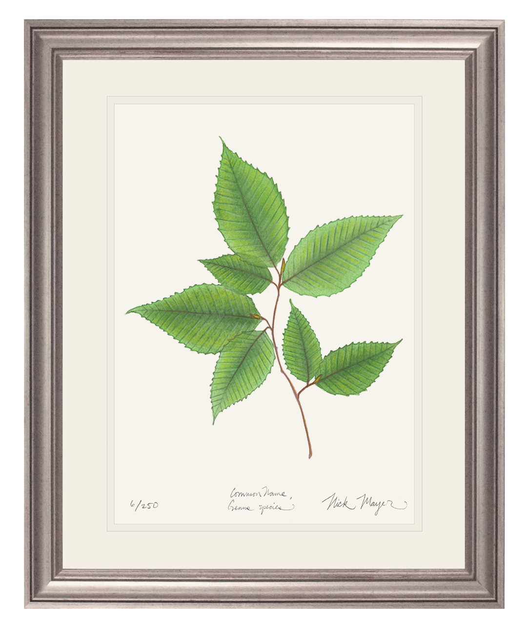American Beech Botanical Limited Edition Print