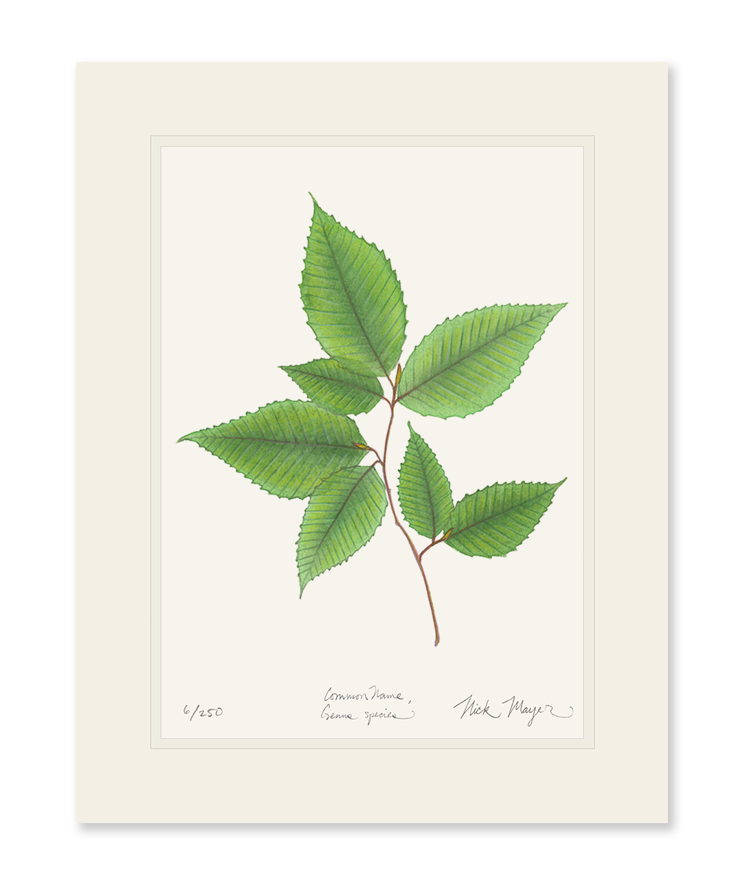 American Beech Botanical Limited Edition Print