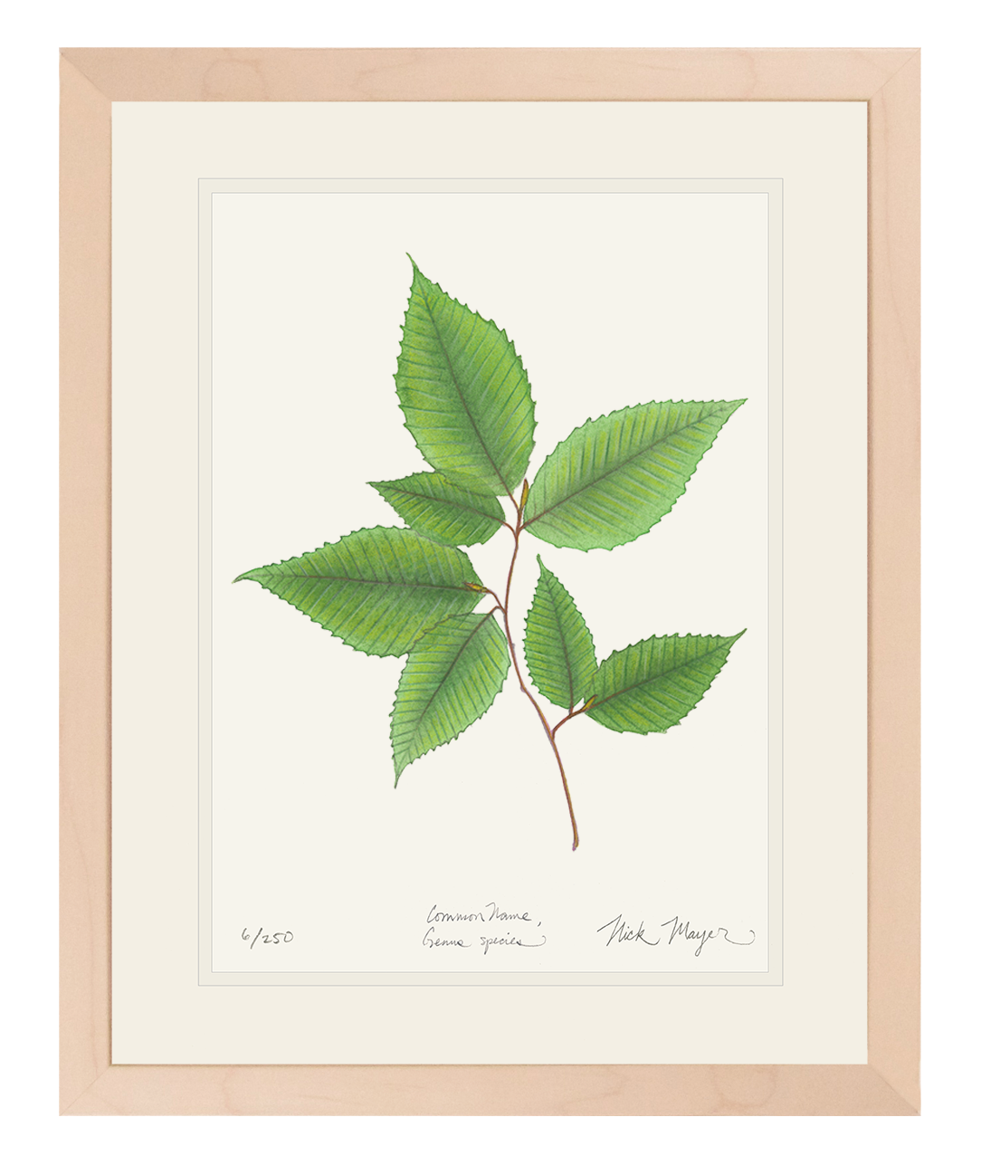 American Beech Botanical Limited Edition Print