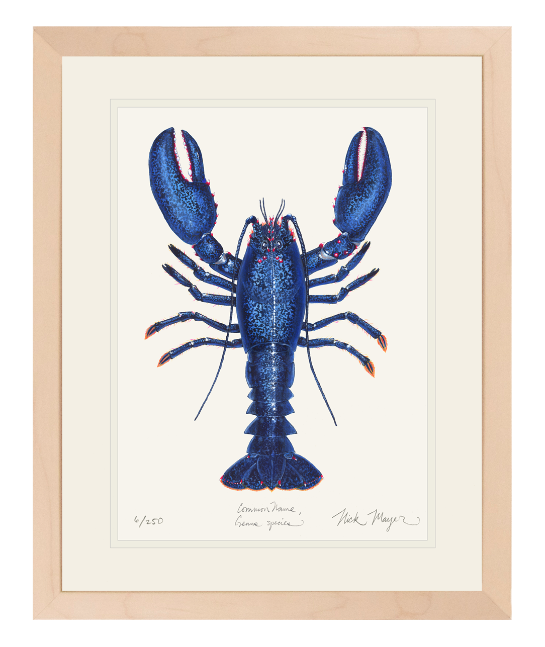 Blue Lobster II Limited Edition Print, Double Matted in Whitewashed Frame, 14" x 18" - READY TO SHIP