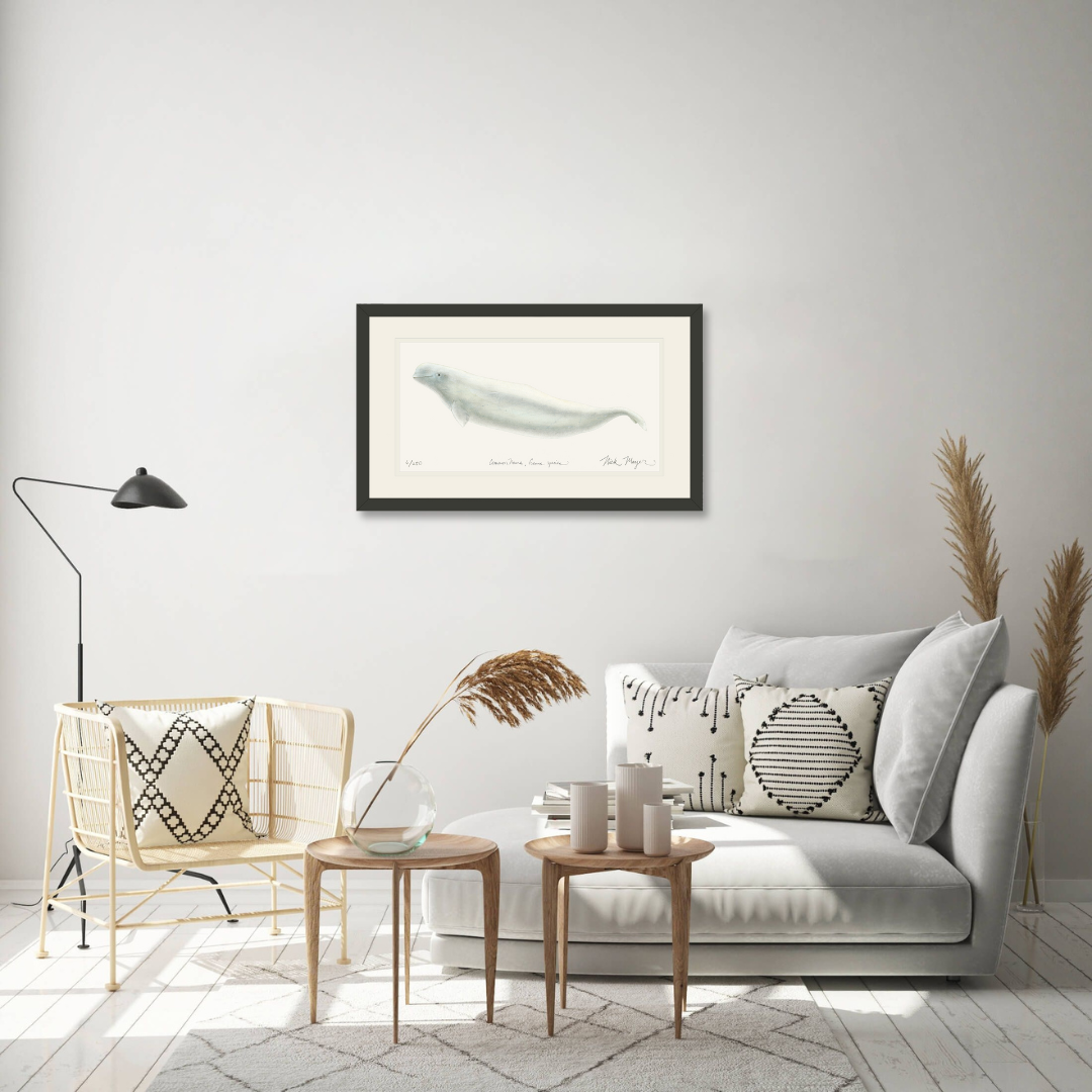 Beluga Whale Limited Edition Print