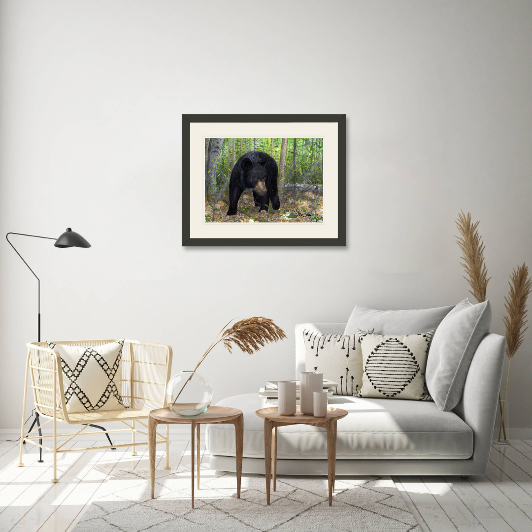 Black Bear Limited Edition Print