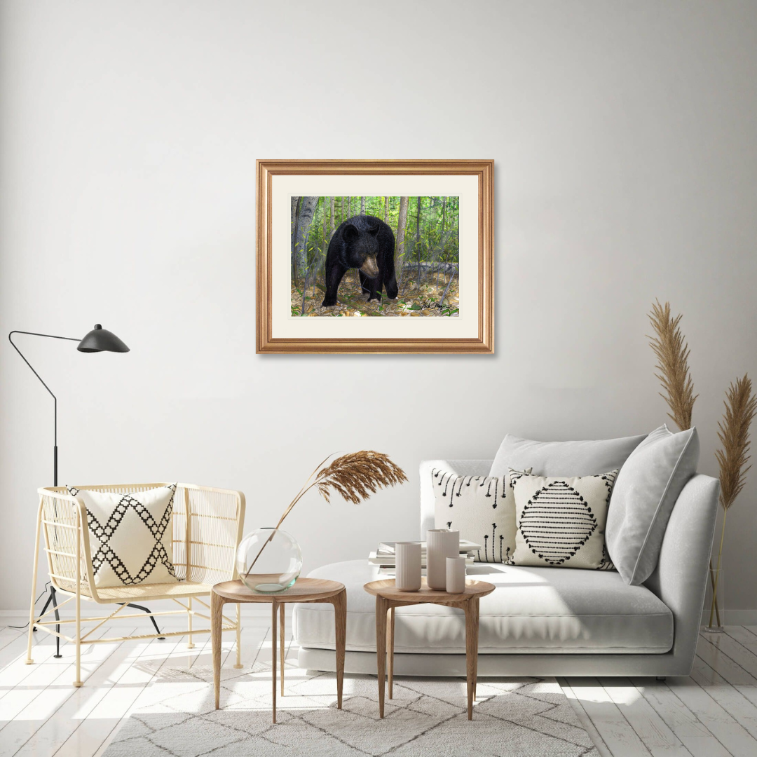 Black Bear Limited Edition Print