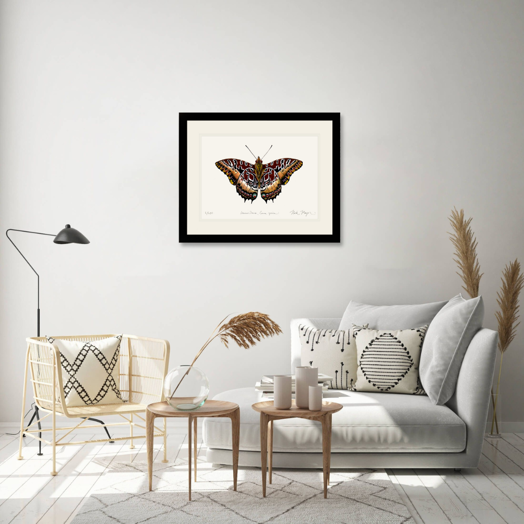 Black Bordered Charaxes Limited Edition Print