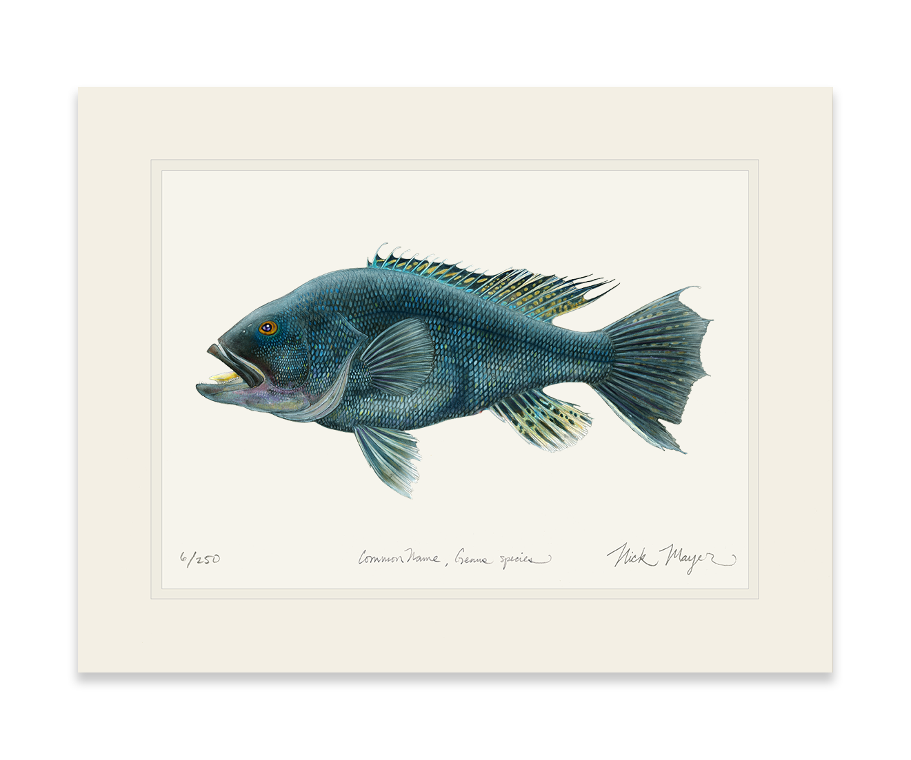 Black Sea Bass Unframed, Matted Print, 14" x 18" - 1 Available READY TO SHIP