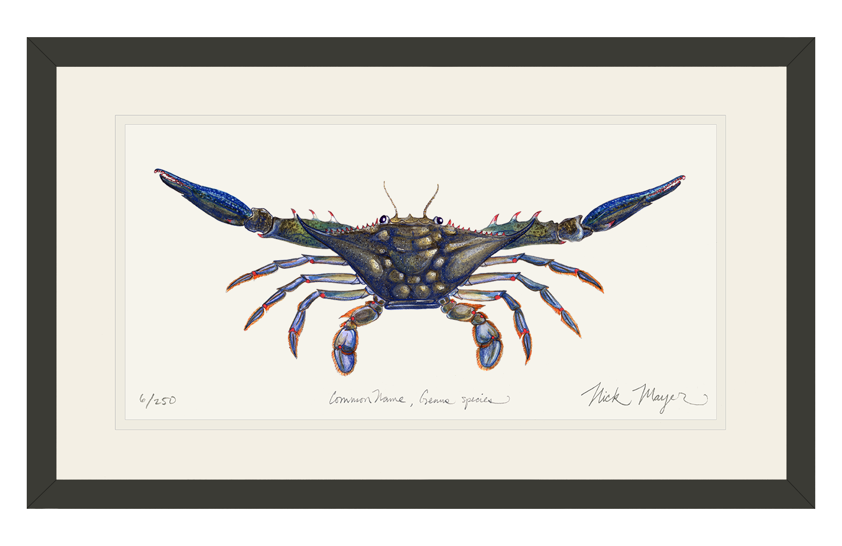 BLUE CRAB II: 11" x 14" FRAMED IN BLACK, 1 AVAILABLE, SHIPS MONDAY 12/18/23!