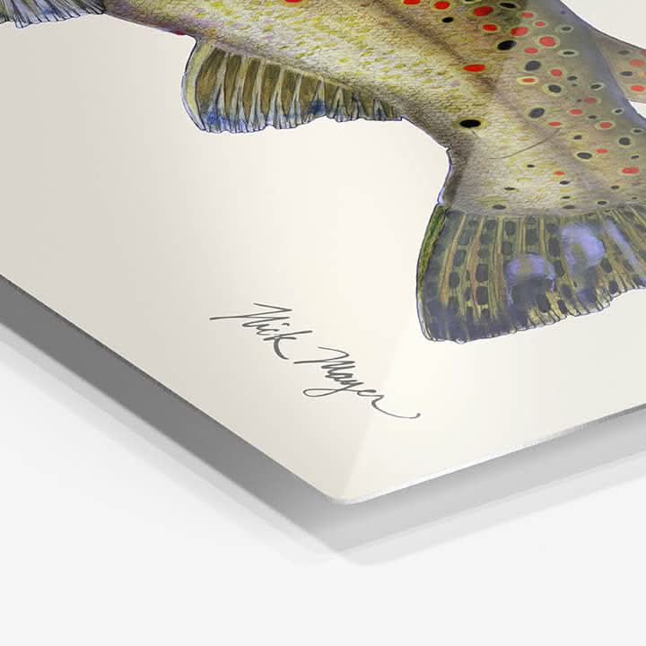 Brown Trout Metal Print, NEW!