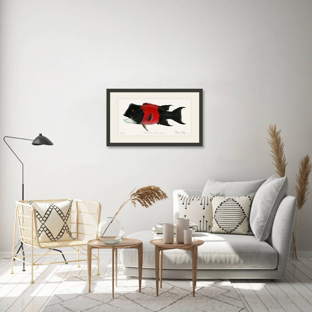 Bull CA Sheephead II Limited Edition Print