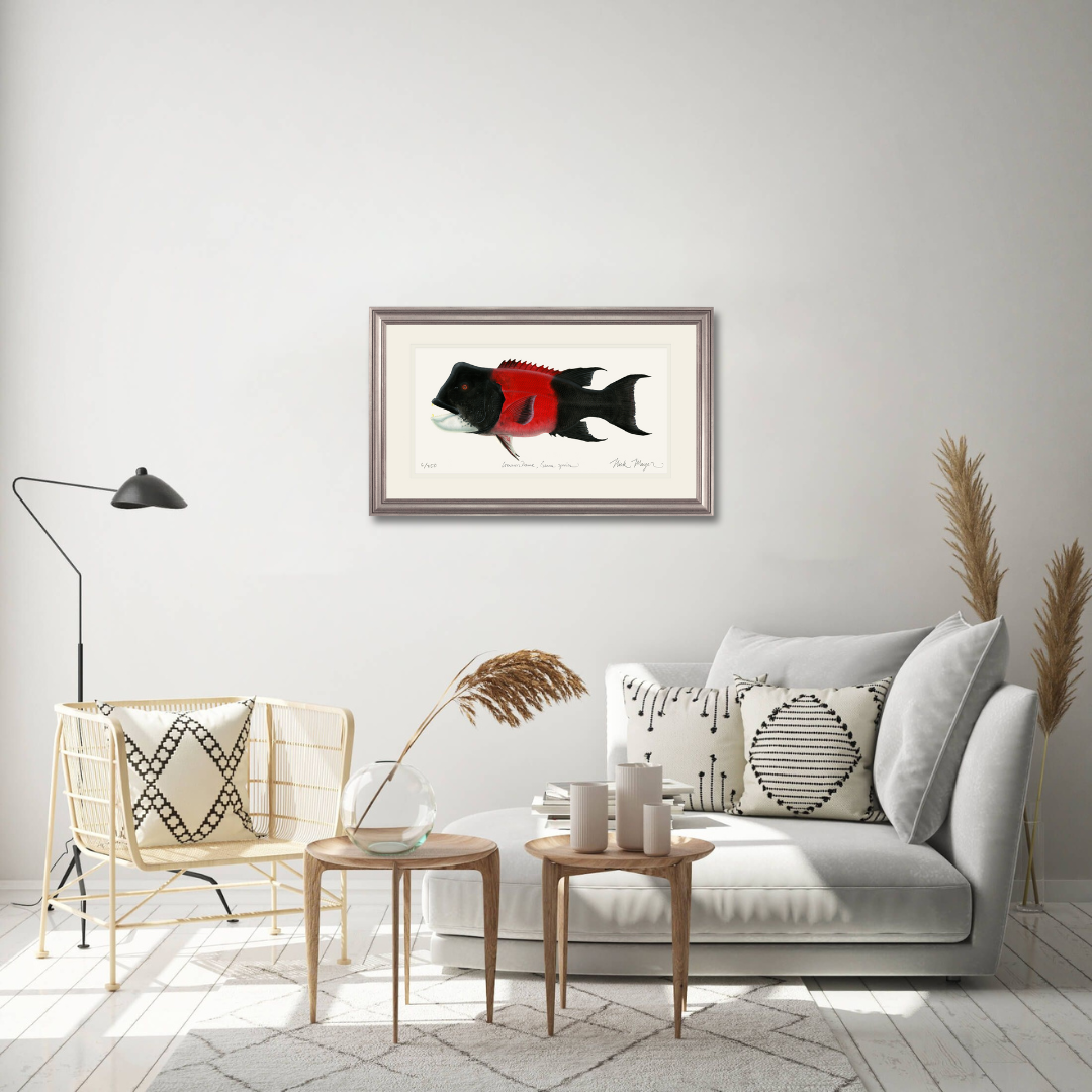Bull CA Sheephead II Limited Edition Print