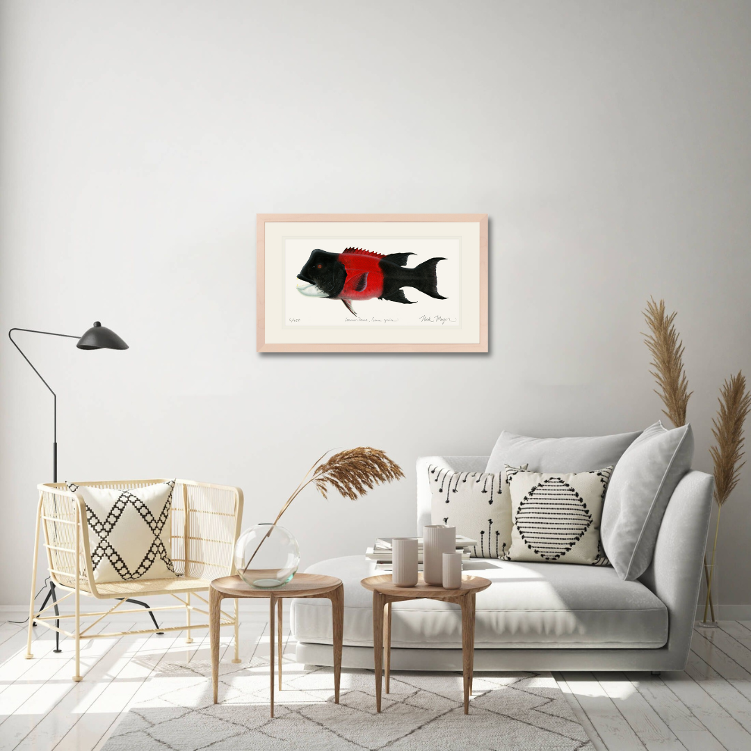 Bull CA Sheephead II Limited Edition Print