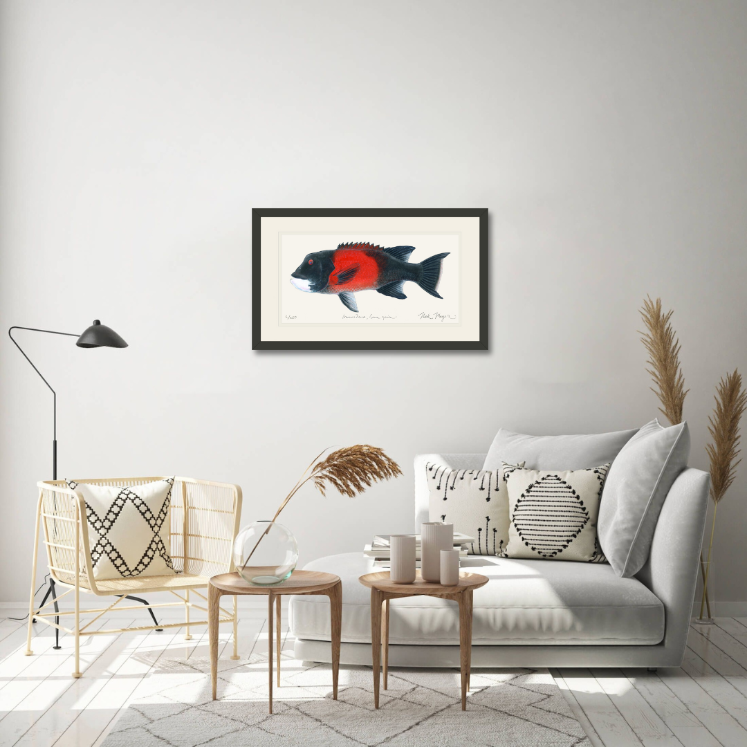 Bull California Sheephead I Print