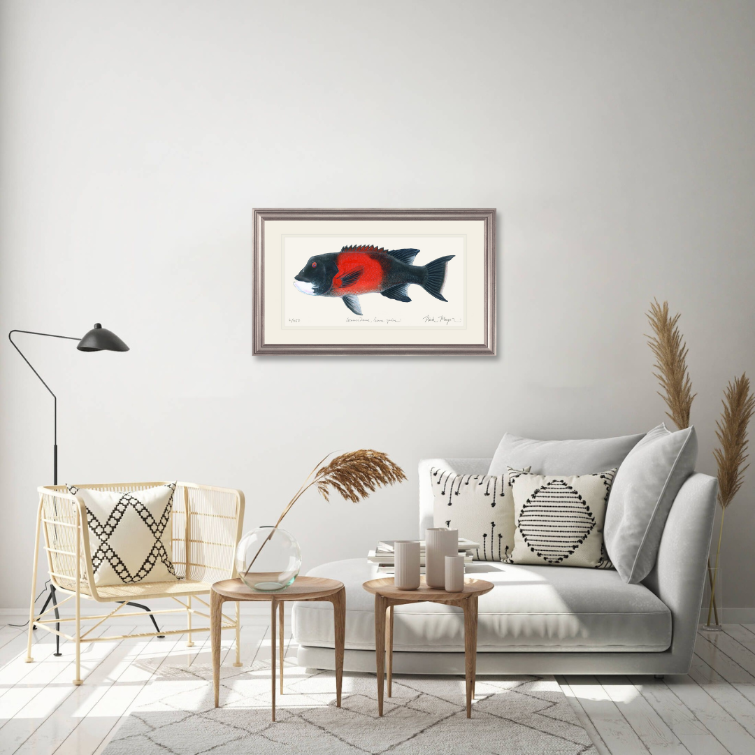 Bull California Sheephead I Print