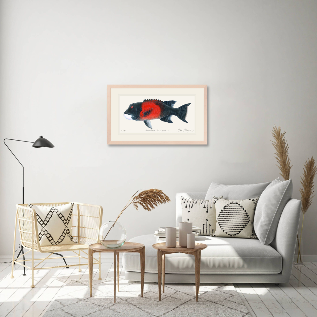 Bull California Sheephead I Print