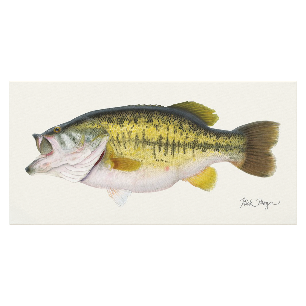Largemouth Bass II Canvas Print