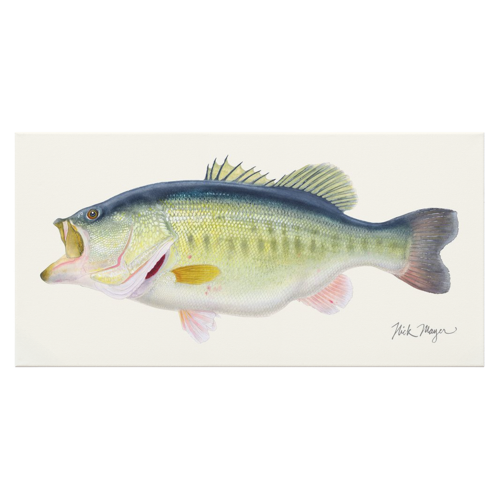 Largemouth Bass III Canvas Print