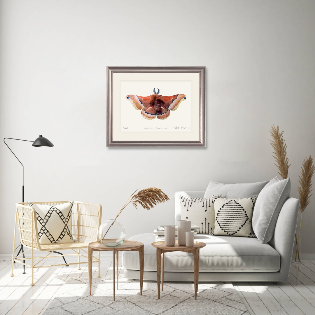 Cecropia Moth Limited Edition Print