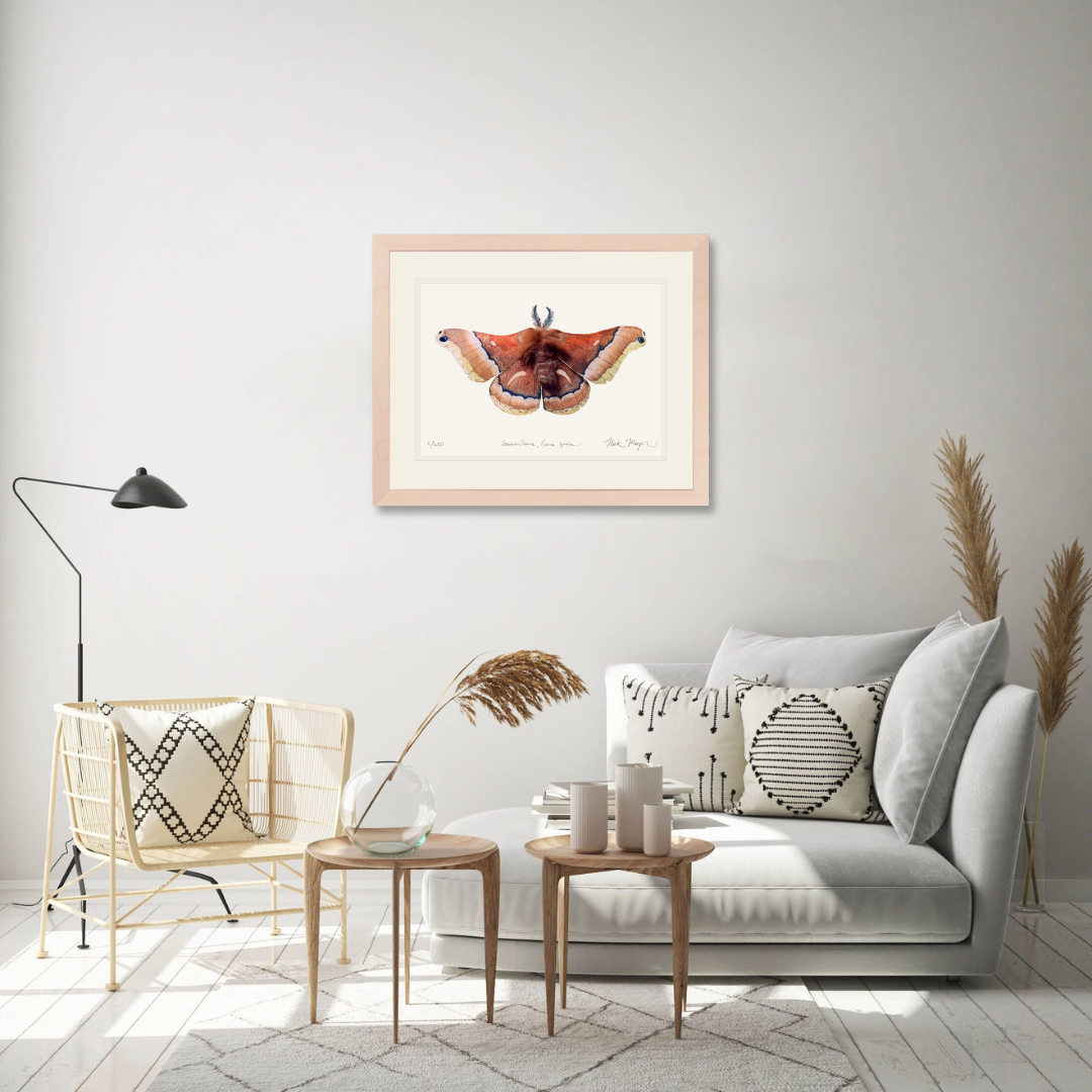 Cecropia Moth Limited Edition Print