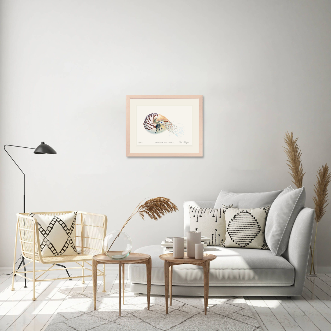 Chambered Nautilus Limited Edition Print