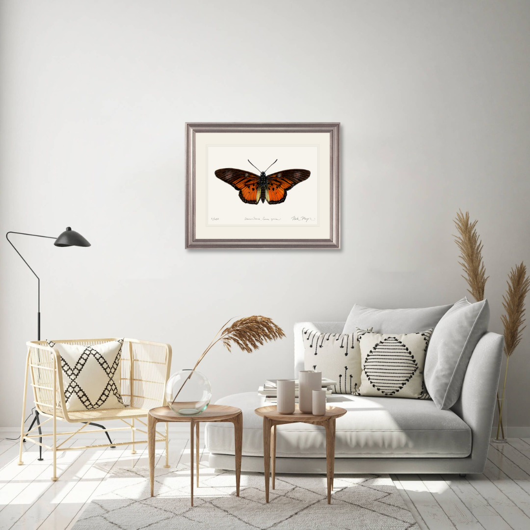 Clark's False Acraea Butterfly Limited Edition Print