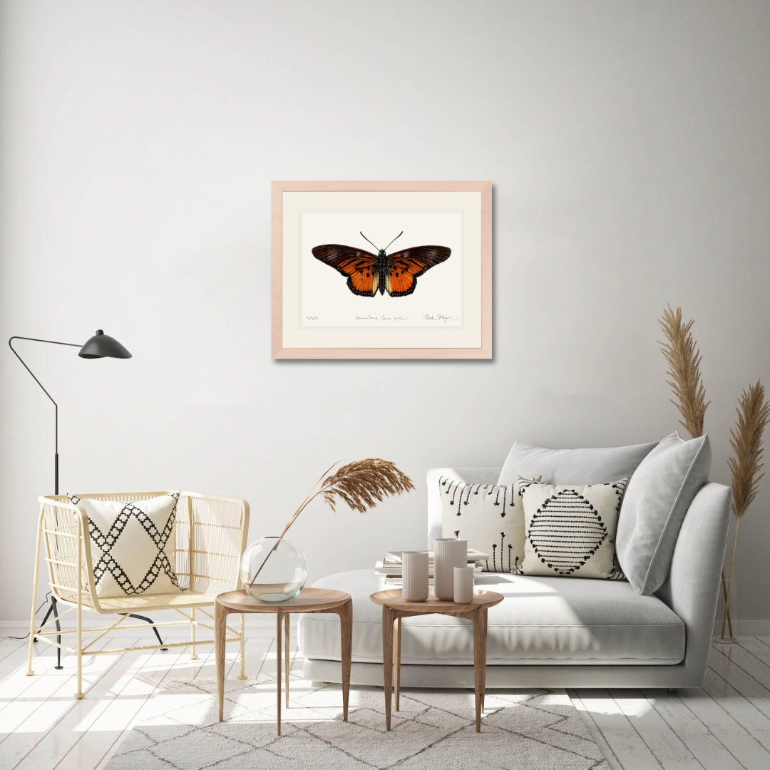 Clark's False Acraea Butterfly Limited Edition Print