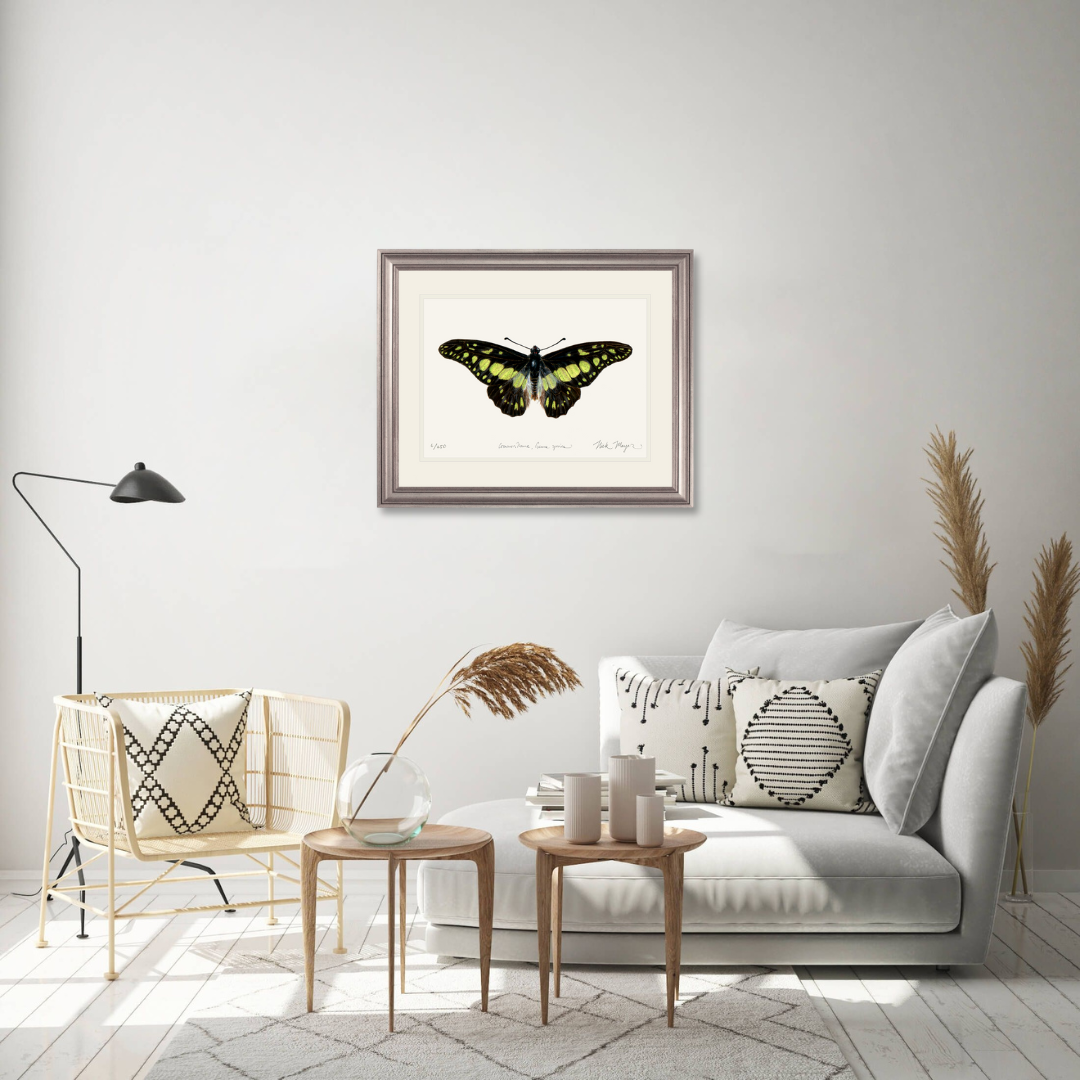 Electric Green Swordtail Butterfly Limited Edition Print