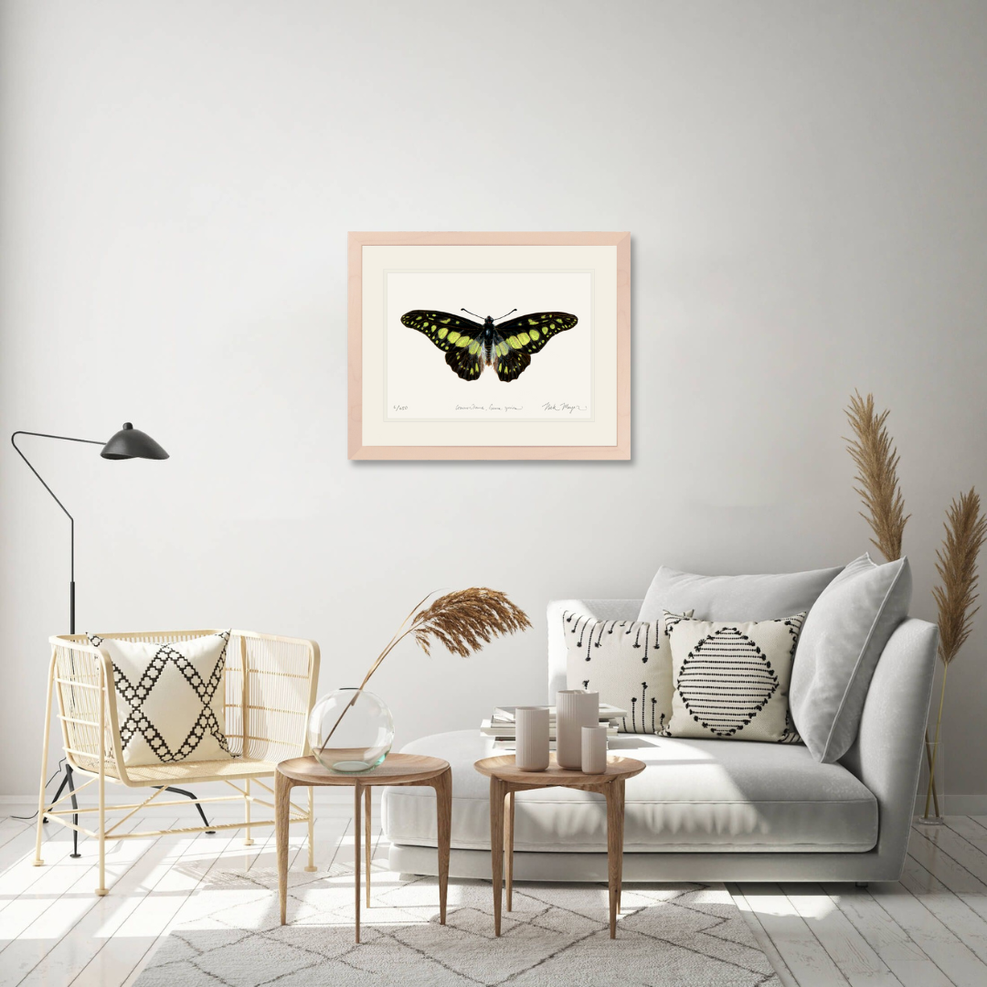 Electric Green Swordtail Butterfly Limited Edition Print