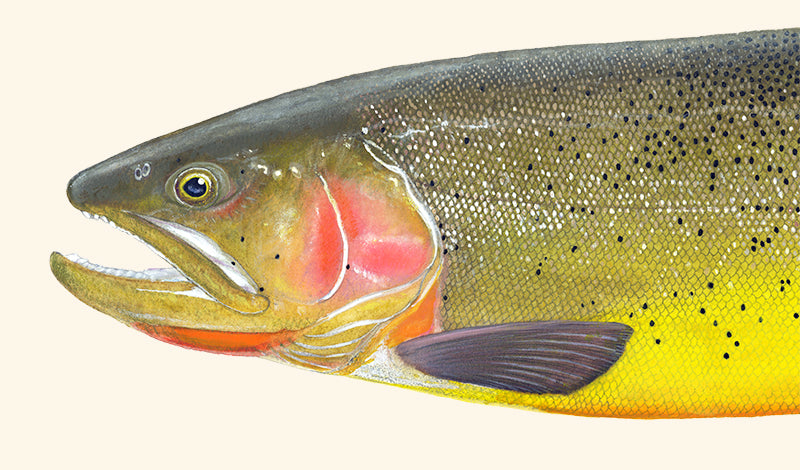 Cutthroat Trout 3 Limited Edition Print - NEW for May 2026!