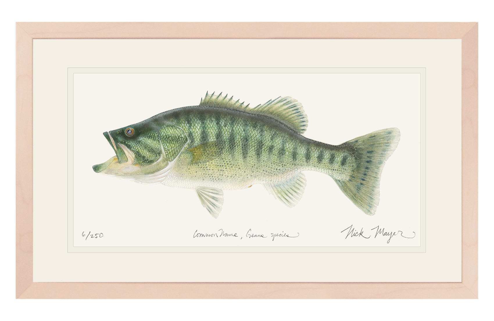 GUADALUPE BASS PRINT 13 x 19 FRAMED IN NATURAL WOOD, 1 AVAILABLE, SHIPS  MONDAY 12/18/23!