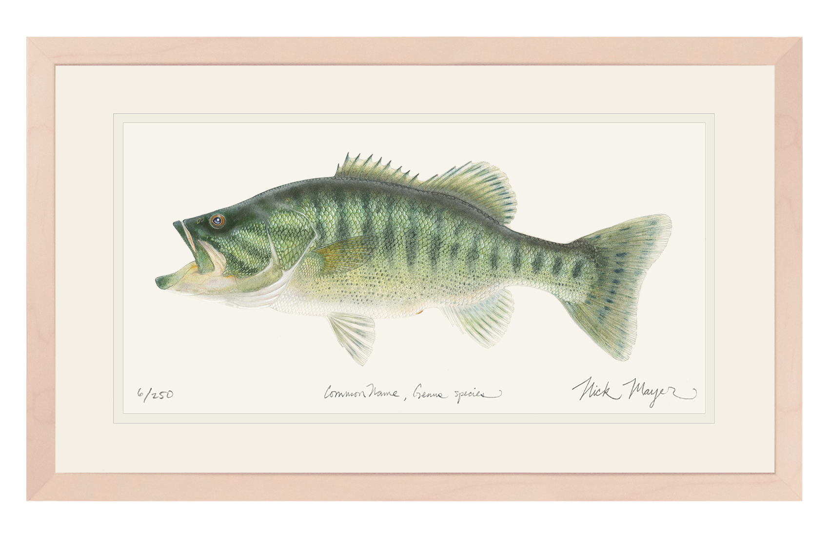 GUADALUPE BASS PRINT 13" x 19" FRAMED IN NATURAL WOOD, 1 AVAILABLE, SHIPS MONDAY 12/18/23!