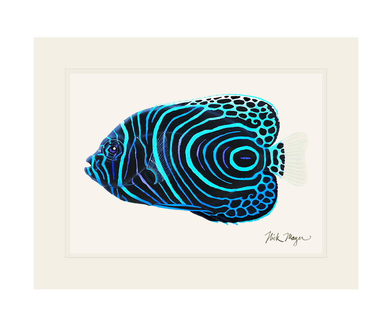 Juvenile Emperor Angelfish Limited Edition Print