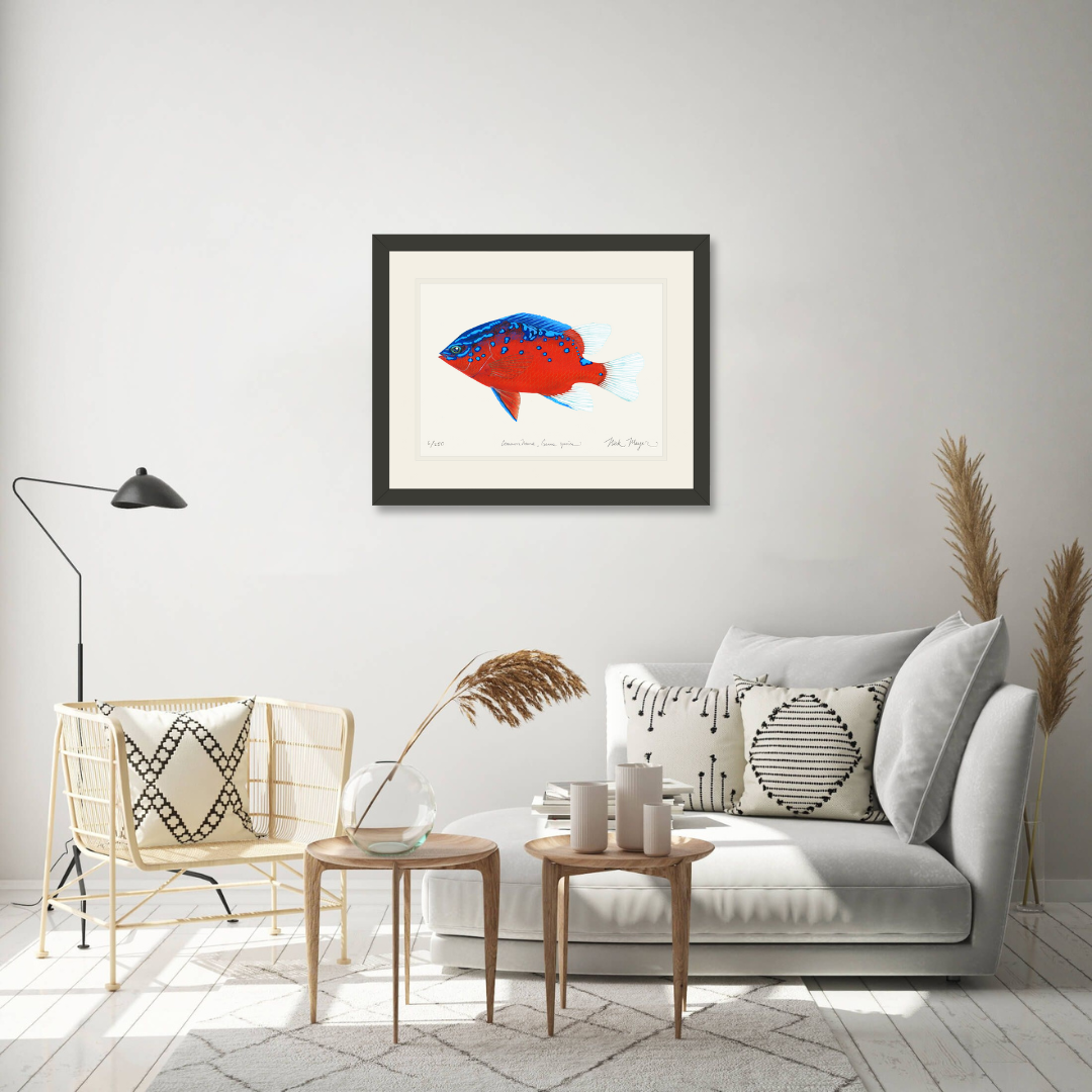 Juvenile Garibaldi I Limited Edition Print