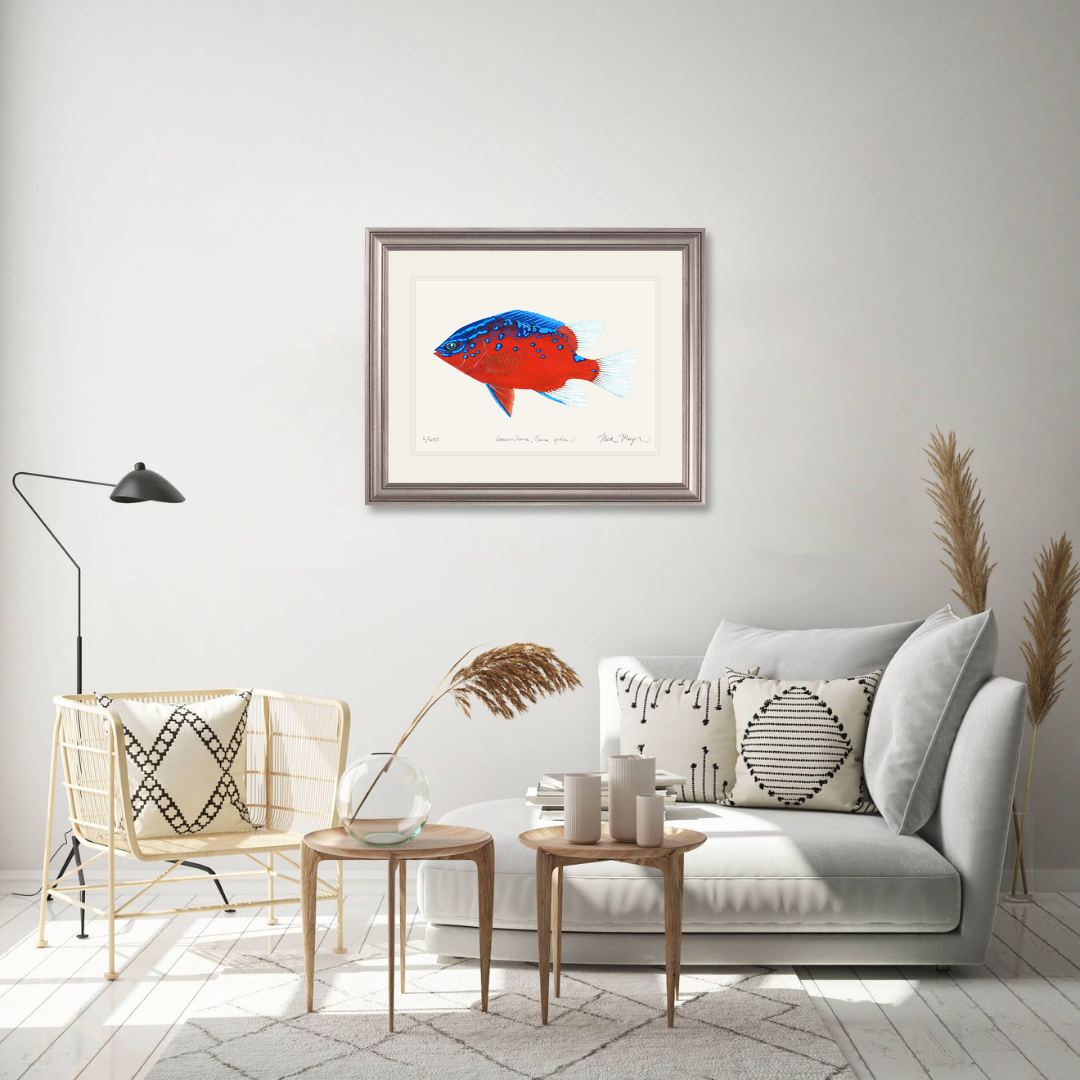 Juvenile Garibaldi I Limited Edition Print