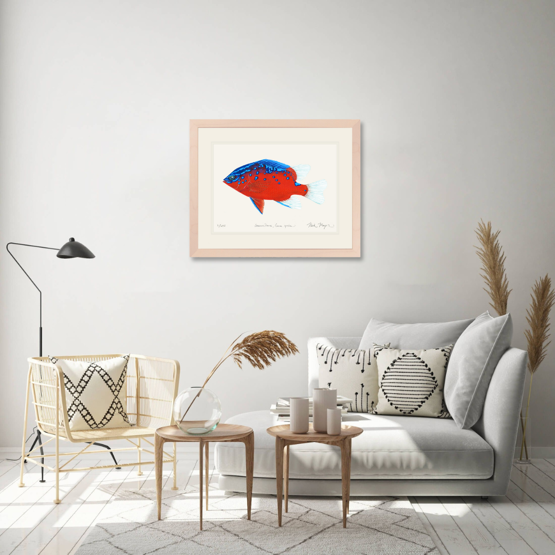 Juvenile Garibaldi I Limited Edition Print