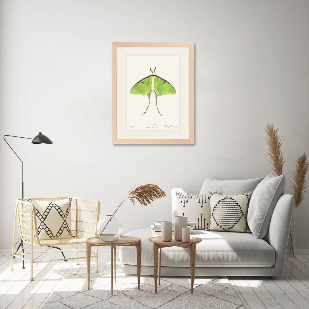 Luna Moth Limited Edition Print