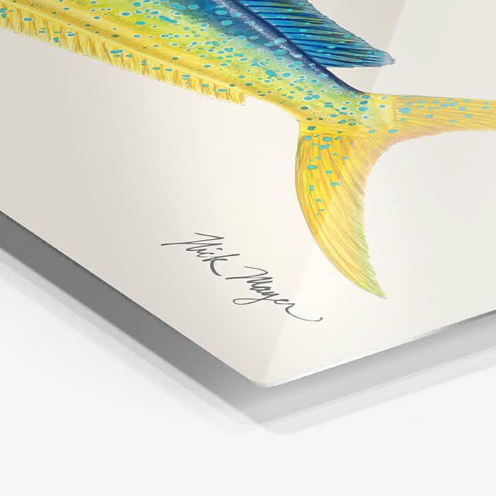 Bull Dorado/ Mahi Metal Print