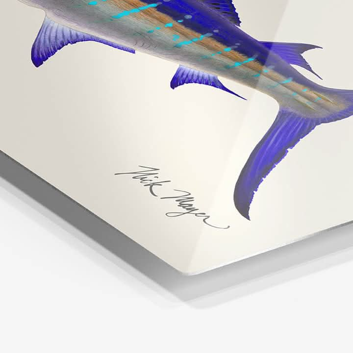 Striped Marlin Metal Print