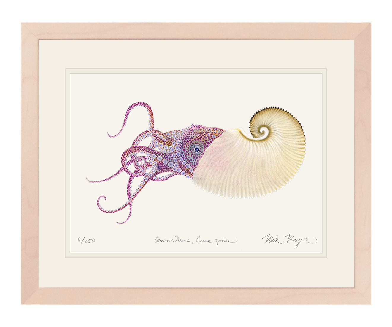 PAPER NAUTILUS: 11" x 14" FRAMED IN WHITEWASHED WOOD, 1 AVAILABLE, SHIPS MONDAY 12/18/23!