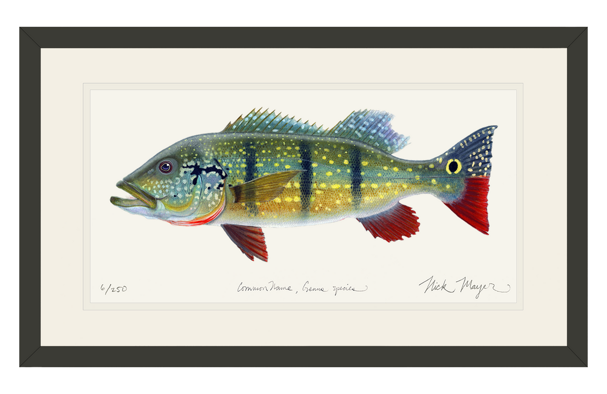NEW! Peacock Bass Signed Print