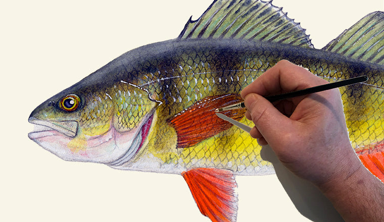Online Art Course: How to Paint a Yellow Perch Fish