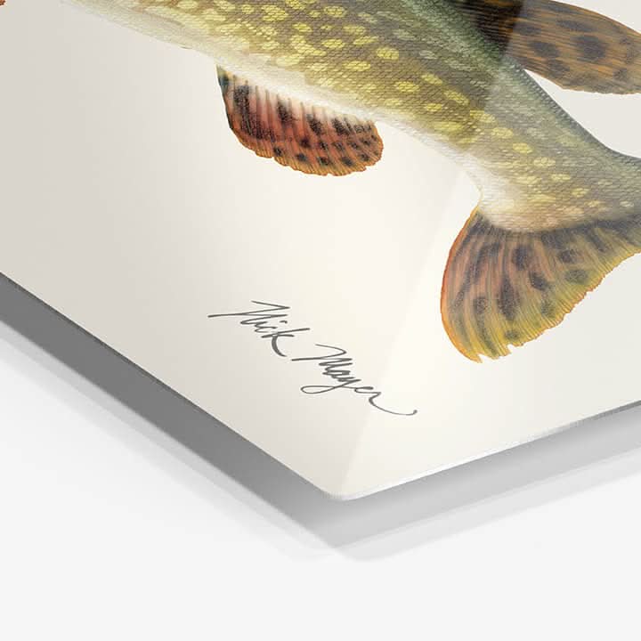 Northern Pike Metal Print, NEW!