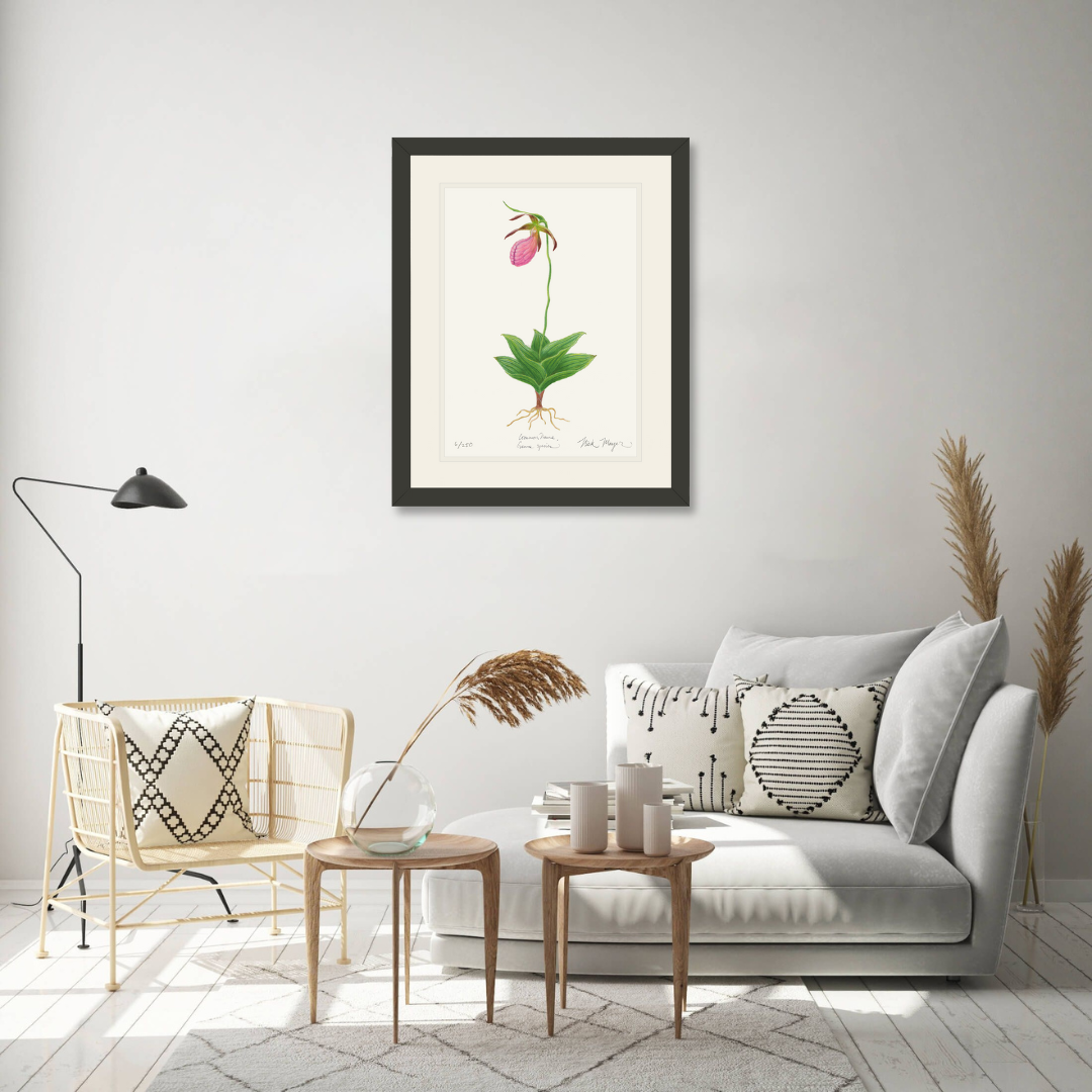 Pink Lady's Slipper Wildflower Limited Edition Print