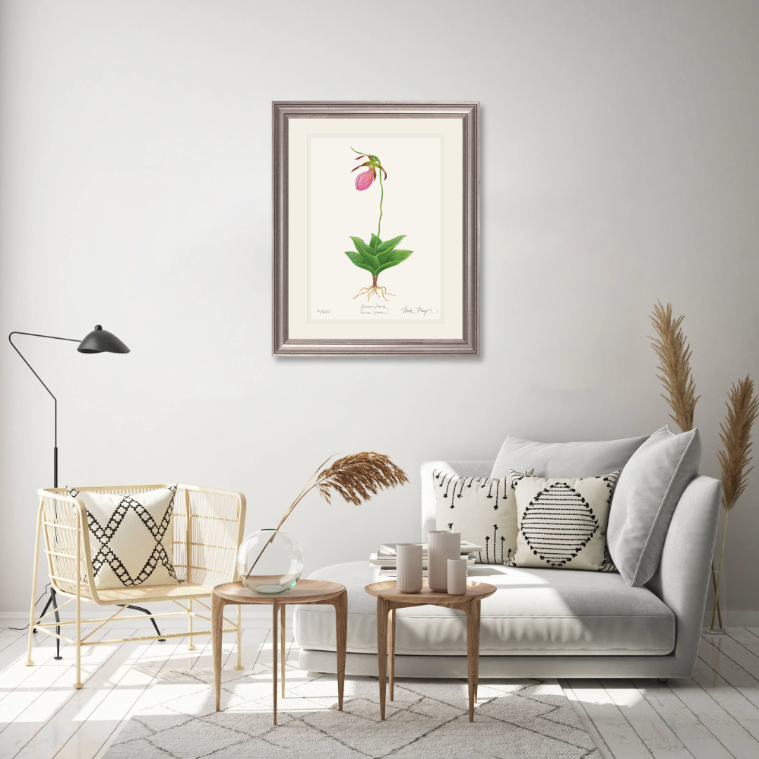 Pink Lady's Slipper Wildflower Limited Edition Print