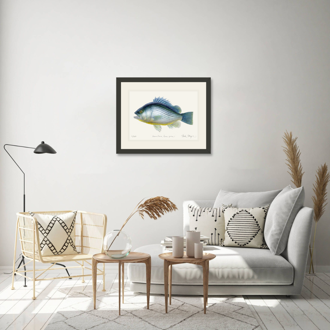 Priscacara Fossil Fish Print