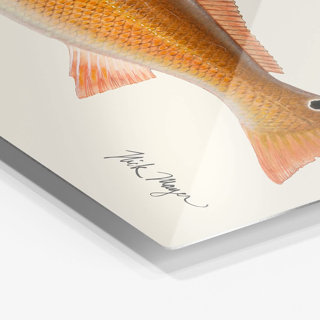Redfish Metal Print, NEW!