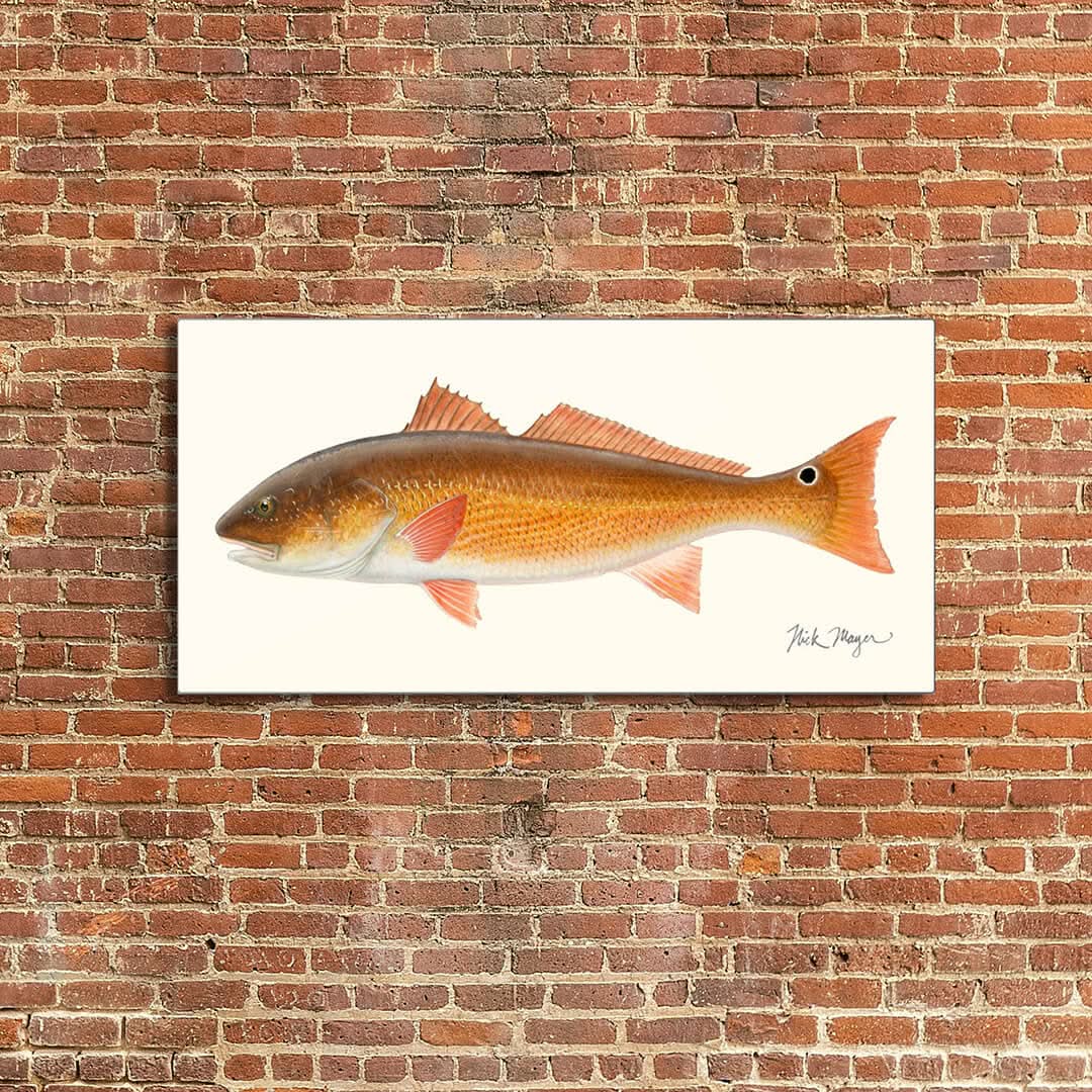 Redfish Metal Print, NEW!