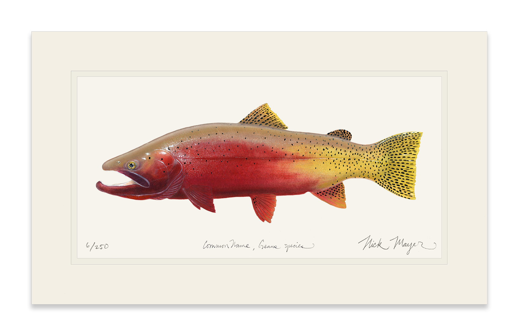 Cutthroat Trout 2 Limited Edition Print - NEW